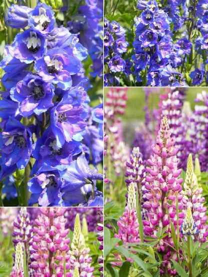 Delphinium Consolida Giant Imperial Mix-Open Pollination Seeds