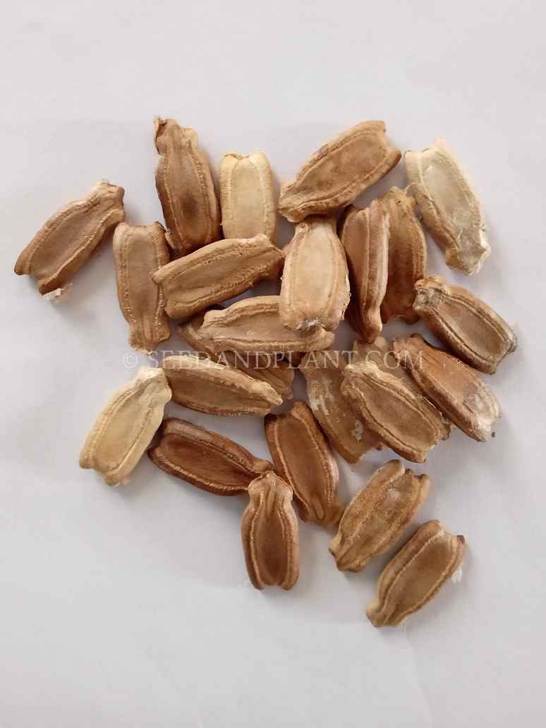 Desi-Bottle Gourd (Lauki)-Long Variety Seeds- (Open Pollinated)