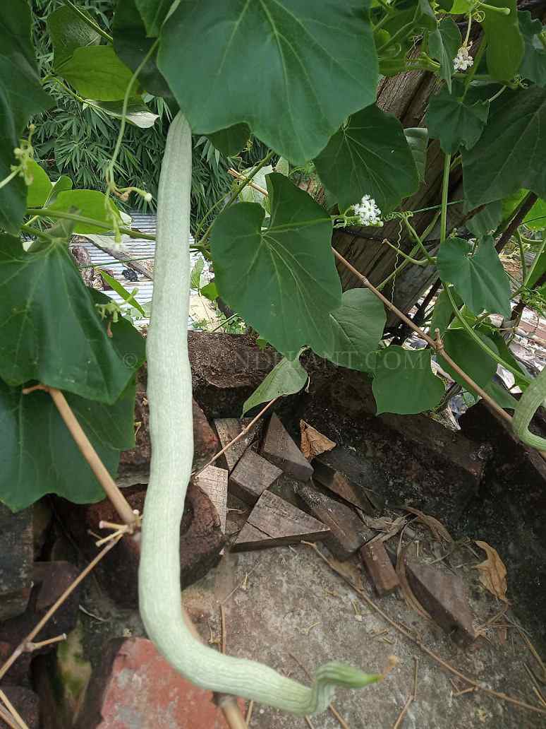 Desi-White Snake Gourd Seed-Open Pollinated