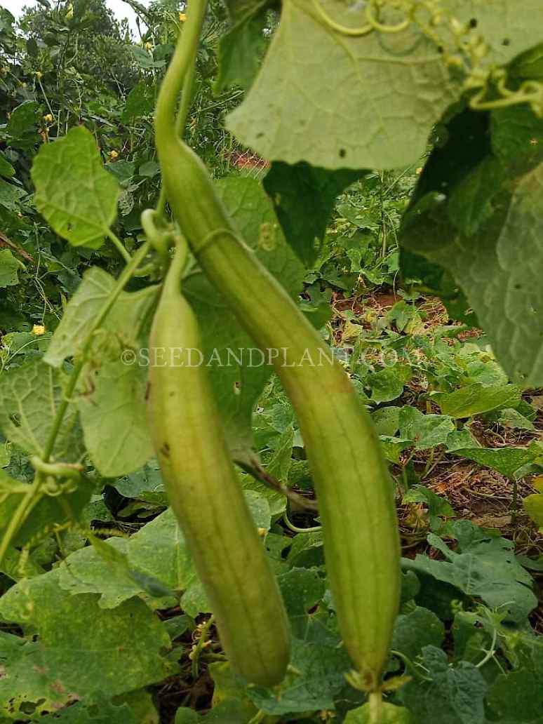 Desi Green Sponge Gourd  Dark Green - Open Pollination Seeds