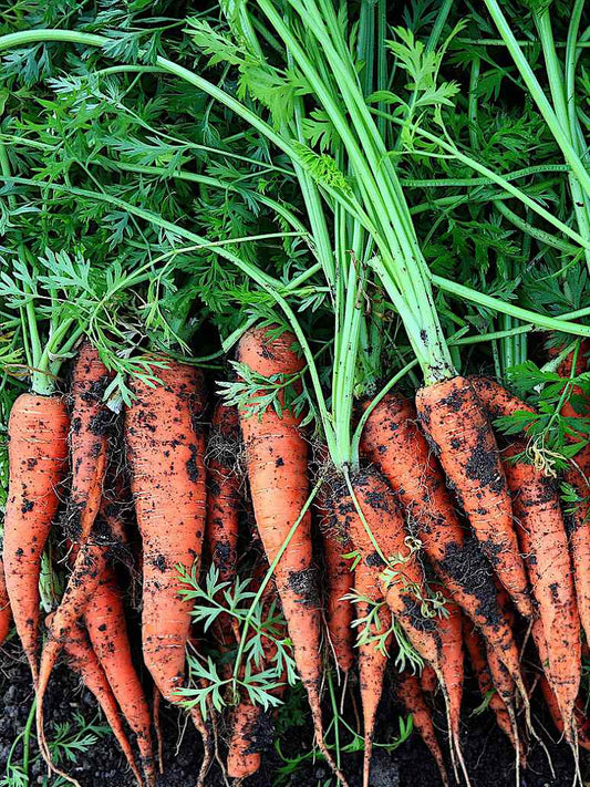Desi Carrot Orange Colour- Open Pollination Seeds