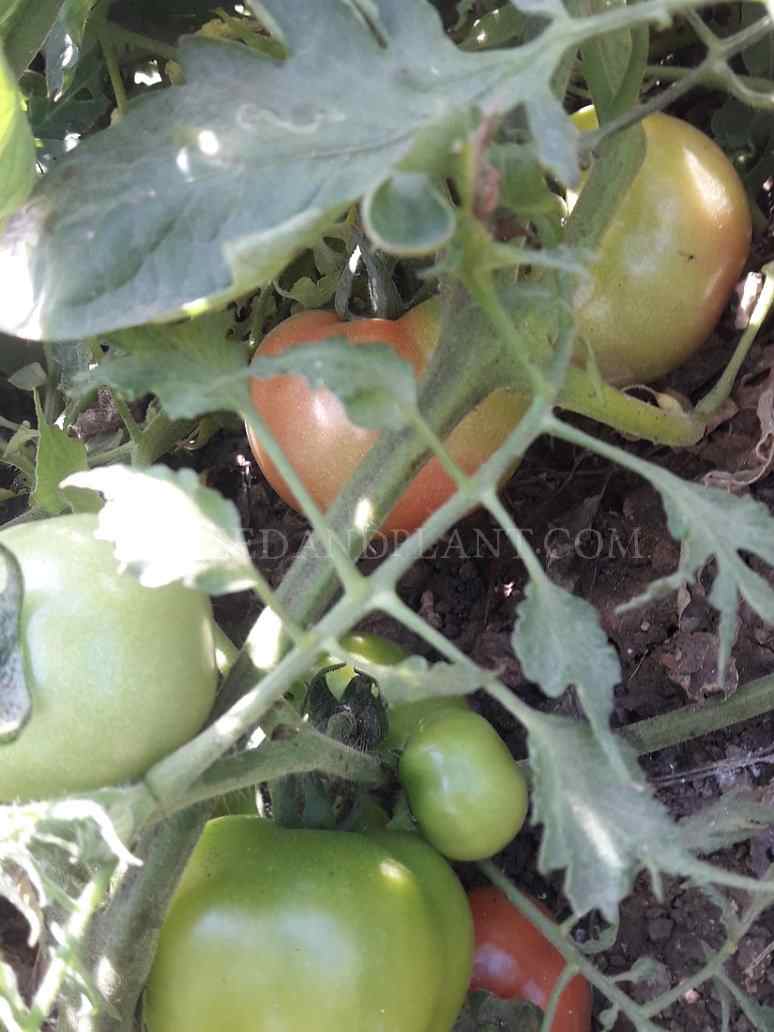 Tomato Seeds Desi (Open Pollinated)