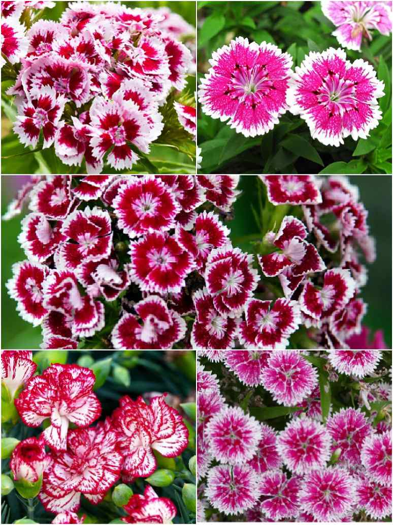Dianthus Baby Doll ﻿ Mix-Seed