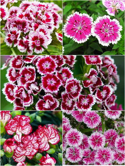 Dianthus Baby Doll ﻿ Mix-Seed