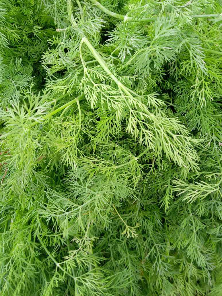 Dill Seeds