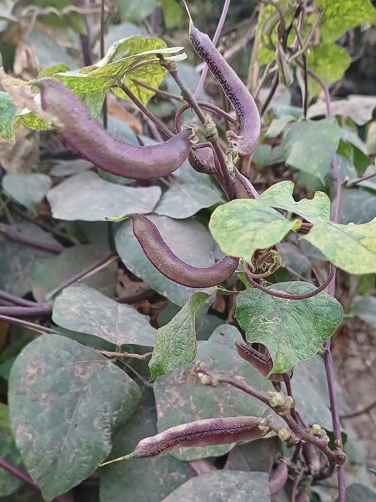Dolichos Violet Green-OpenPollination Seeds