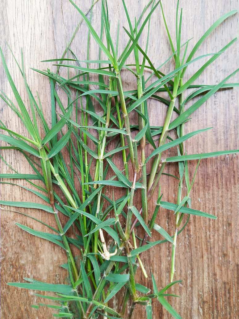 Doob Grass Seeds Open Pollination