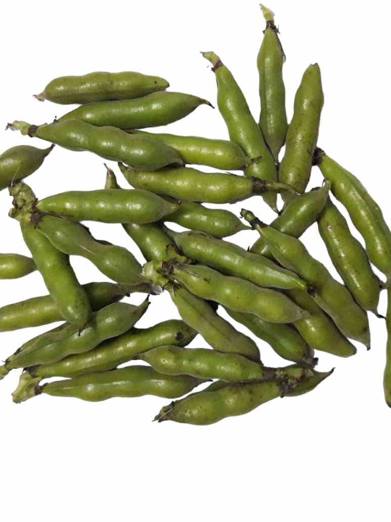 Broad Bean or Fava Bean- Open Pollination Seeds