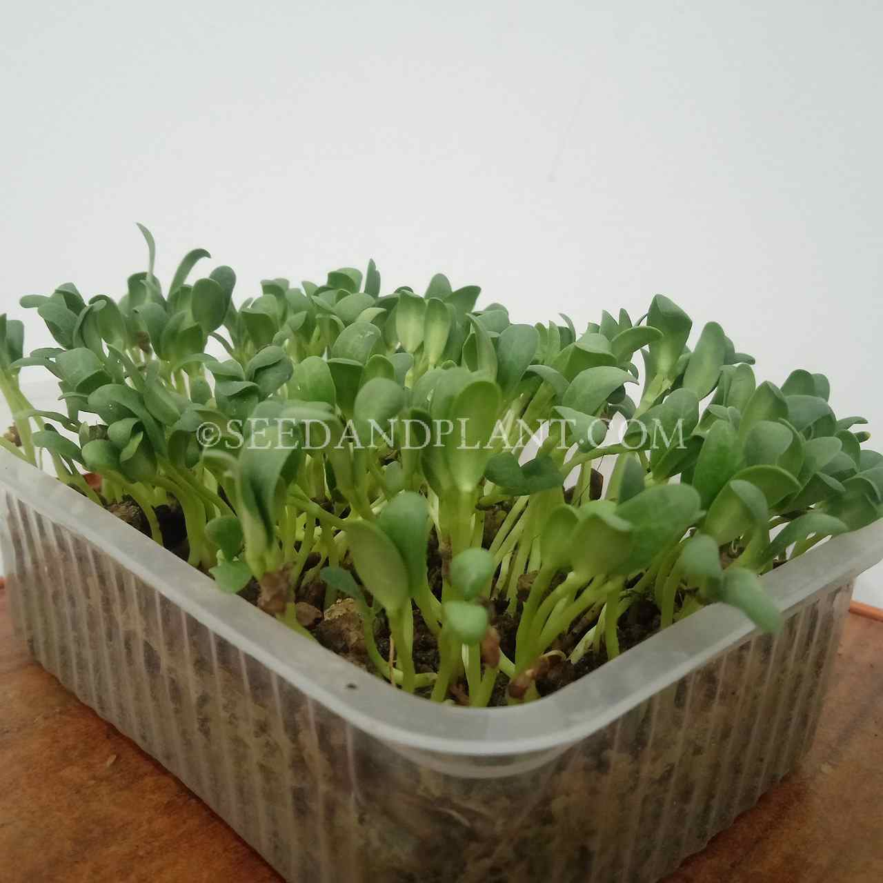 Fenugreek-Microgreen Seeds-OP