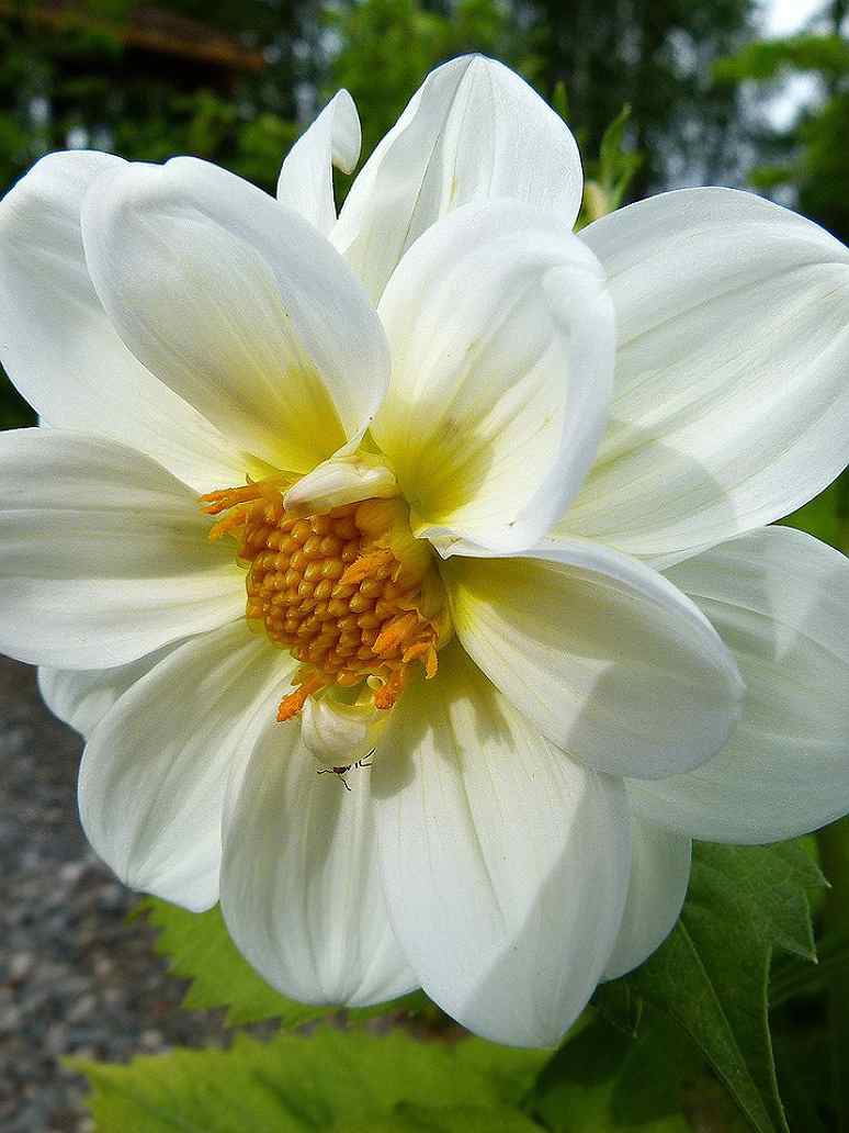 Dahlia Unwins Mix- Hybrid Seeds