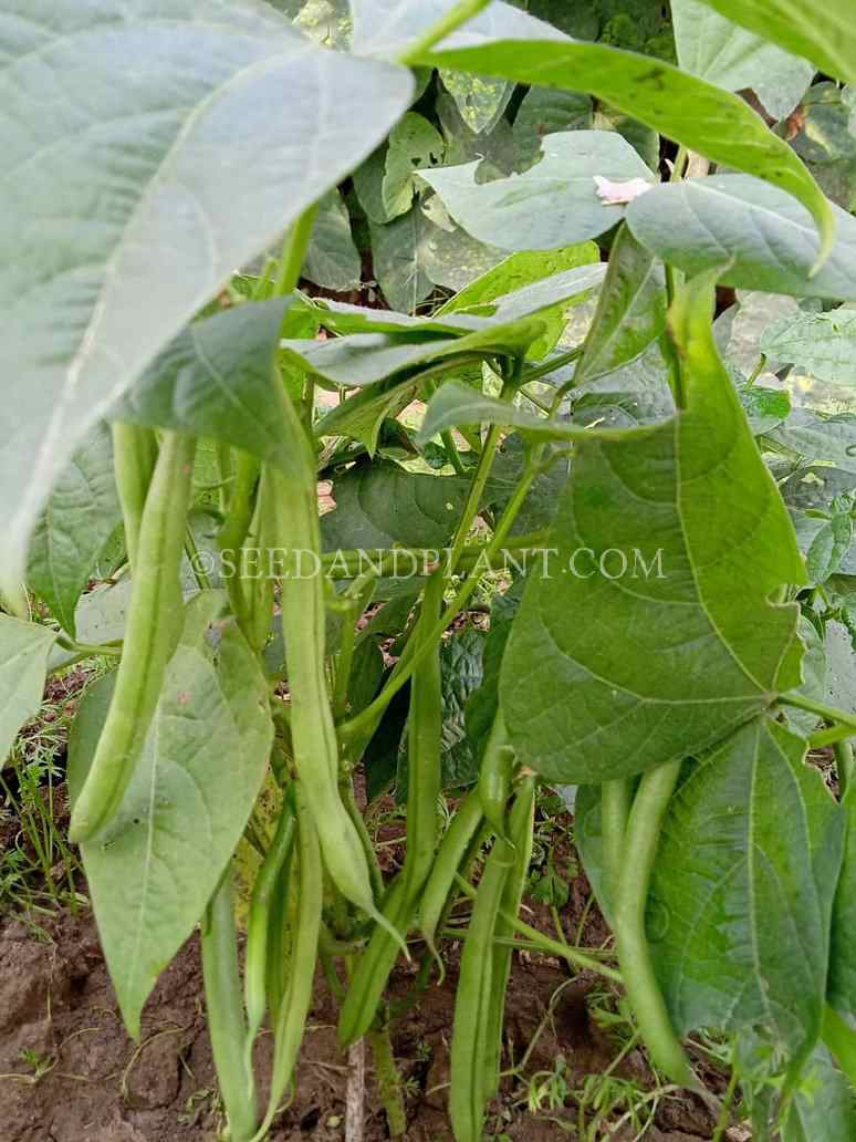 French Beans Seeds (Hybrid)