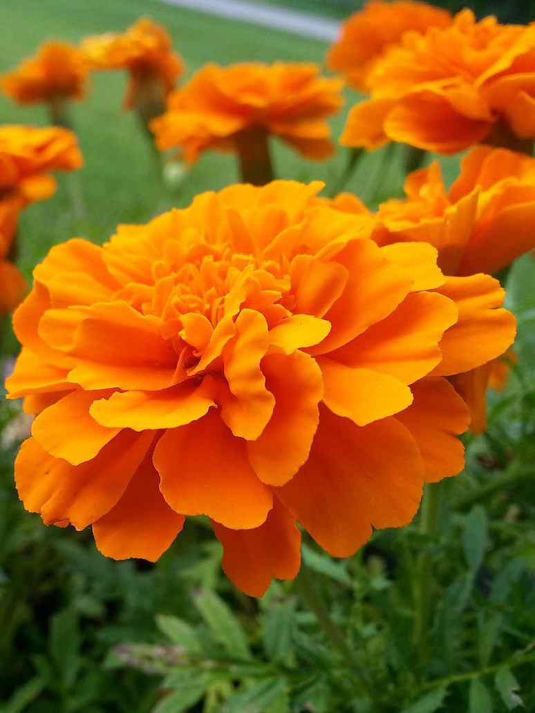 French Marigold Double Orange- Seeds