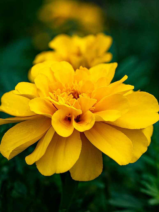 French Marigold Yellow- Seeds