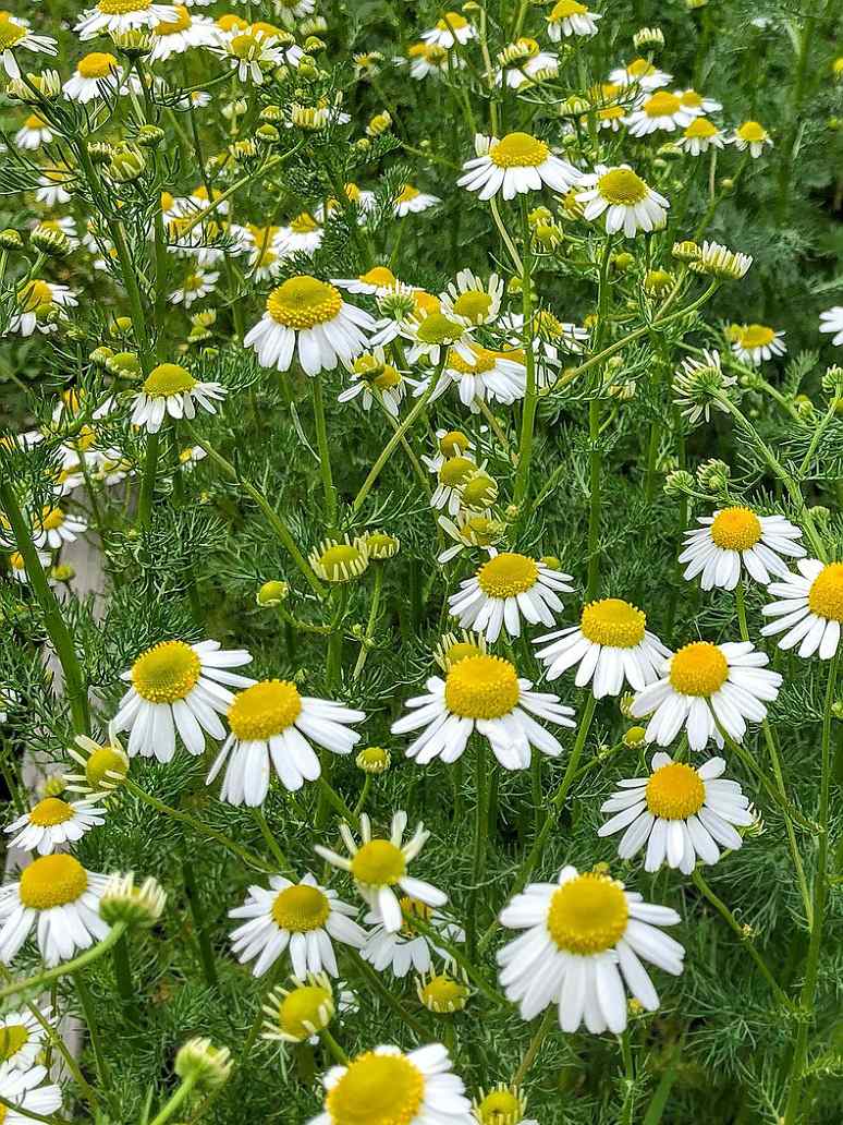 German Chamomile Seeds