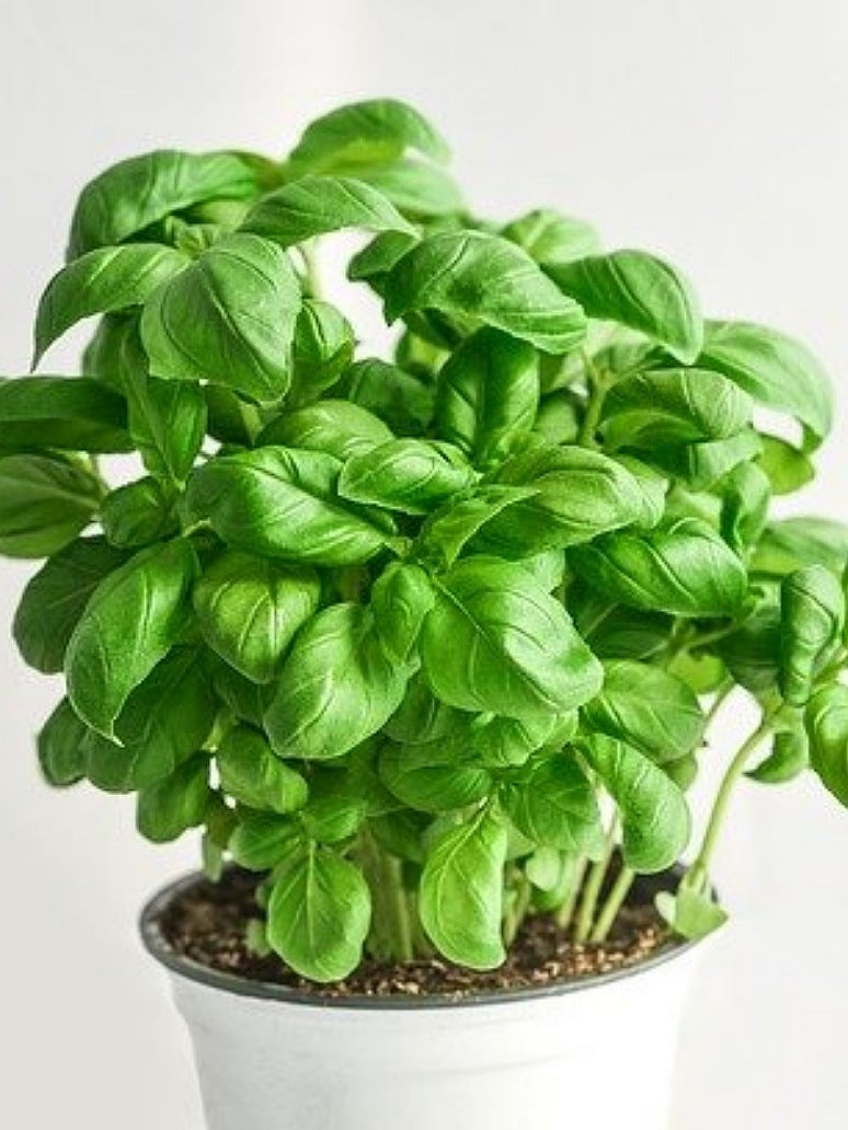 Green Basil Seeds