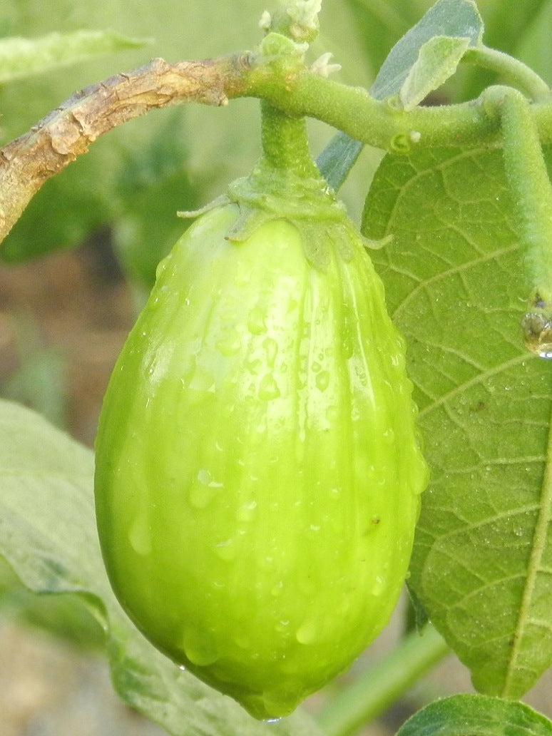 Brinjal Oval Green -Hybrid Seeds