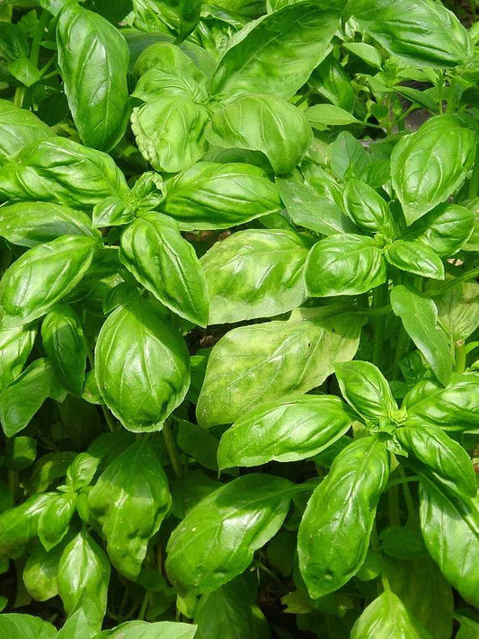 Green Basil Seed Hybrid
