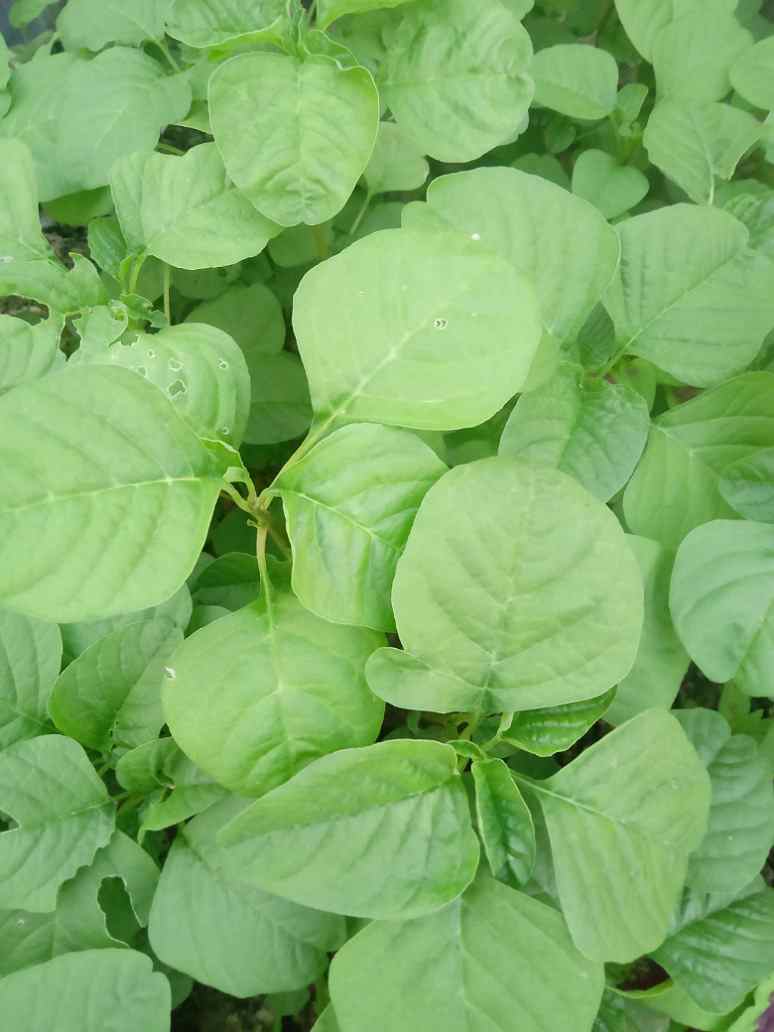 Green Chaulai Seeds - Open Pollination