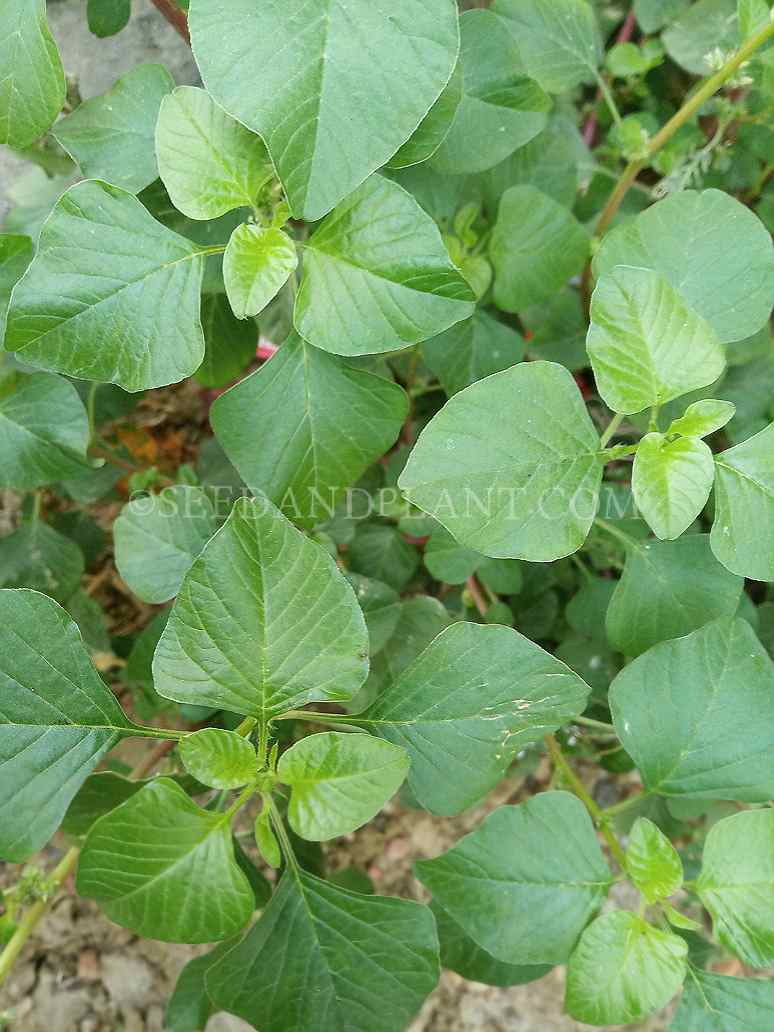 Green Chaulai (leafy vegetable) Seeds