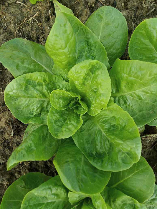 Green Lettuce Seeds-(Open Pollinated)
