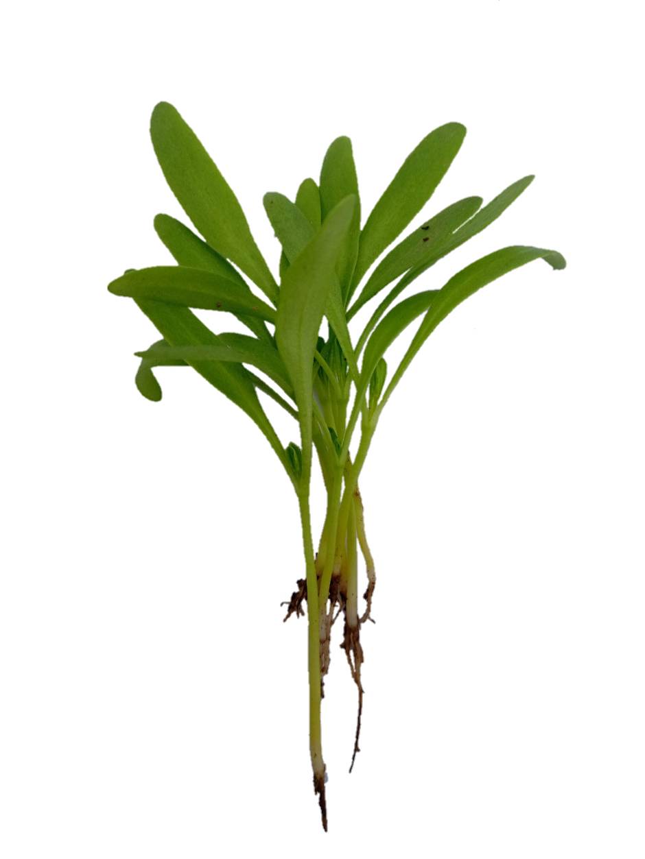 Green Spinach-Palak Microgreen - Seeds