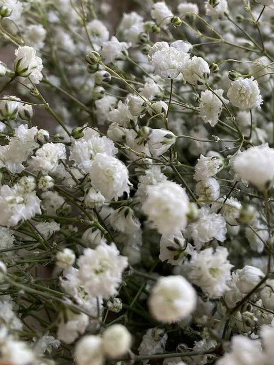 Gypsophila White-Seed