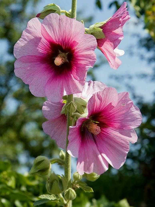 Hollyhock Summer Carnival 
Mix