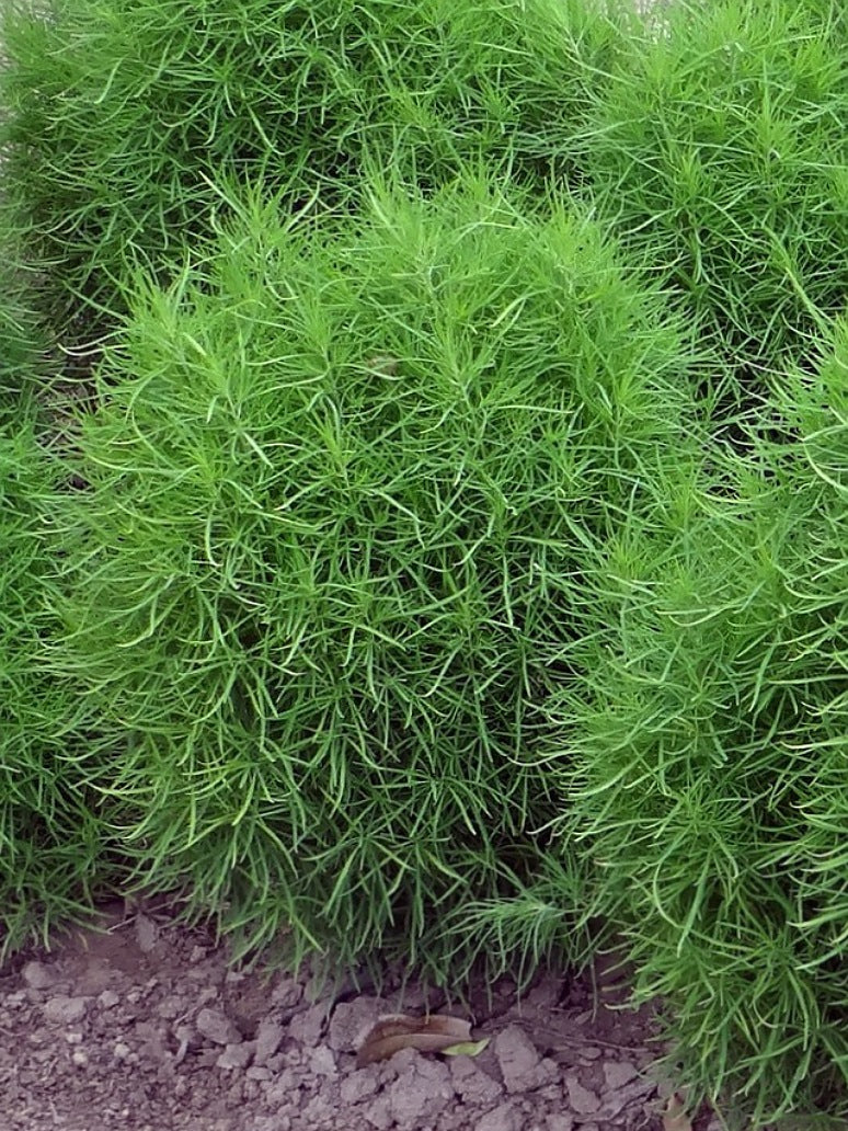 Kochia Burning Bush Seeds