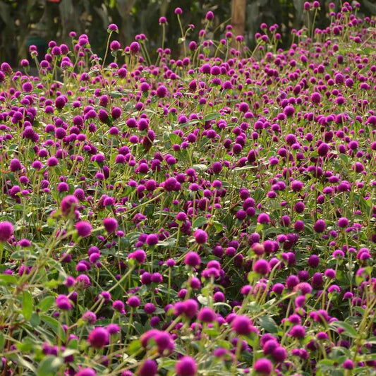 Gomphrena Strawberry Fields Seeds.