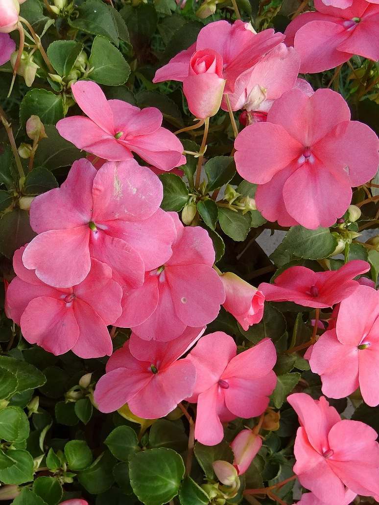 Impatiens Baby Mix Seeds – seed and plant