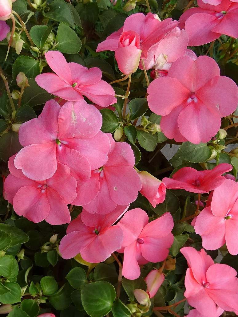 Impatiens Baby Mix - Open Pollination Seeds