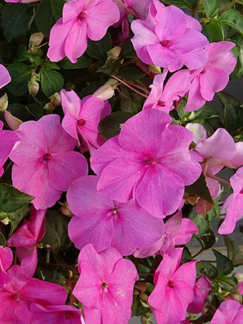 Impatiens Baby Mix - Open Pollination Seeds