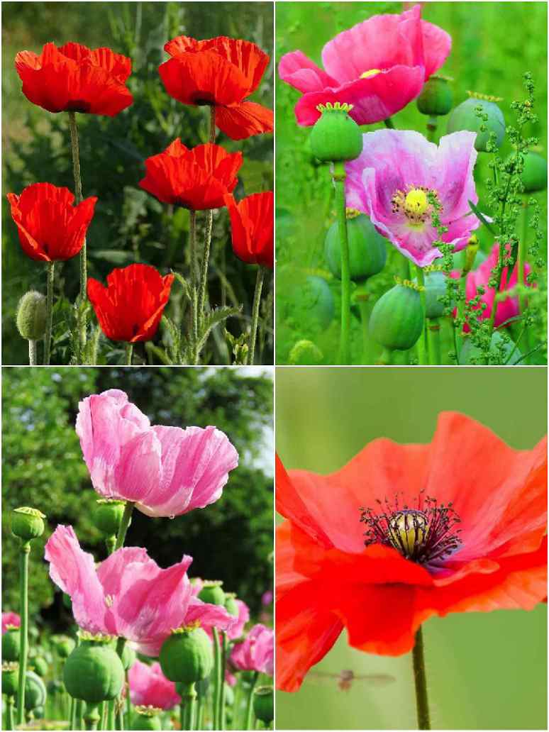 Indian Shirley Poppy Mix-Seeds