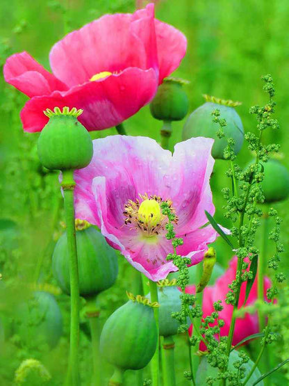 Indian Shirley Poppy Mix (﻿ Papaver Roheas)-Seed