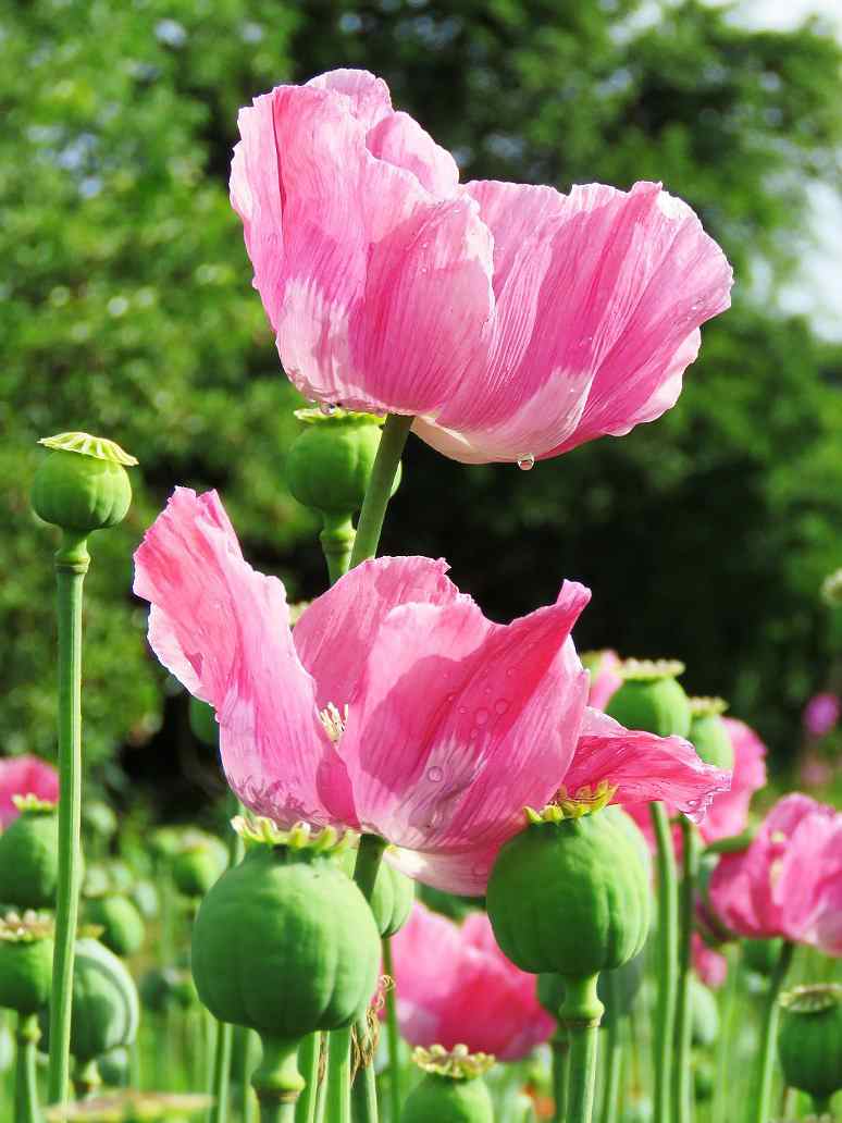 Indian Shirley Poppy Mix (﻿ Papaver Roheas)-Seed