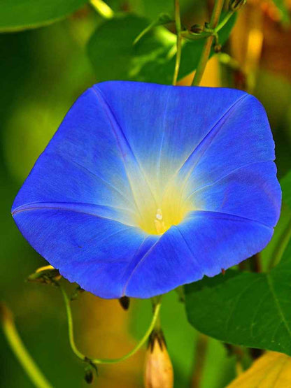 Ipomoea Morning Glory Heavenly Blue-Seeds