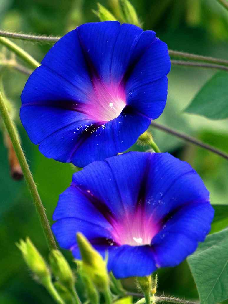 Ipomoea Morning Glory Heavenly Blue-Seeds