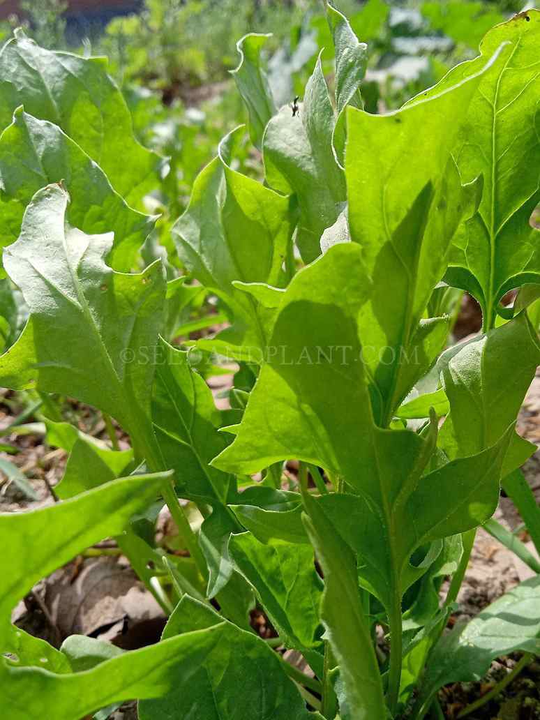 Desi Kateri Palak - Open Pollination Seeds – seed and plant