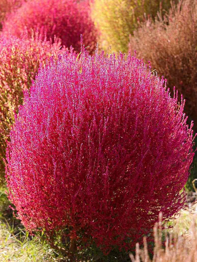 Kochia Burning Bush Seeds