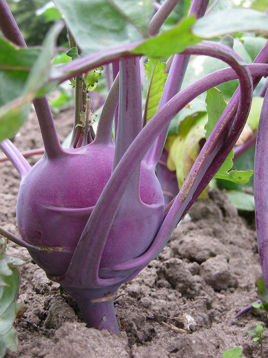 Kohlrabi Purple Seeds