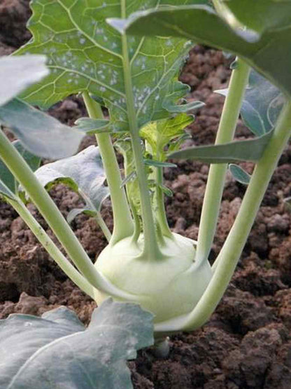 Kohlrabi White Viyena- Open Pollination Seeds