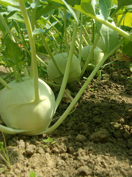 Kohlrabi or Ganth Gobi- Hybrid Seeds