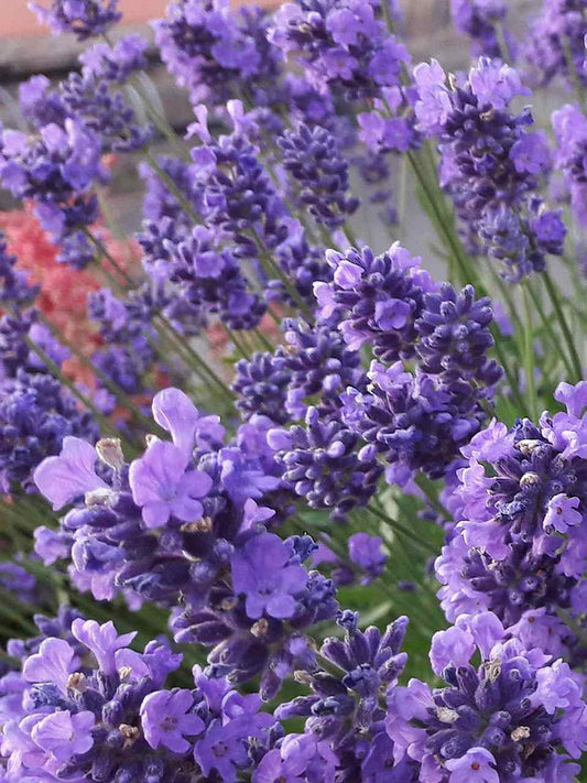 Lavender Blue Seeds