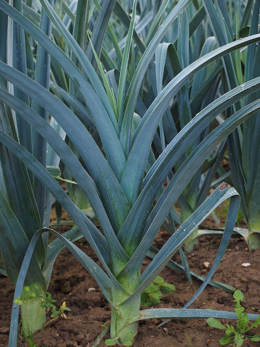 Leek Seeds