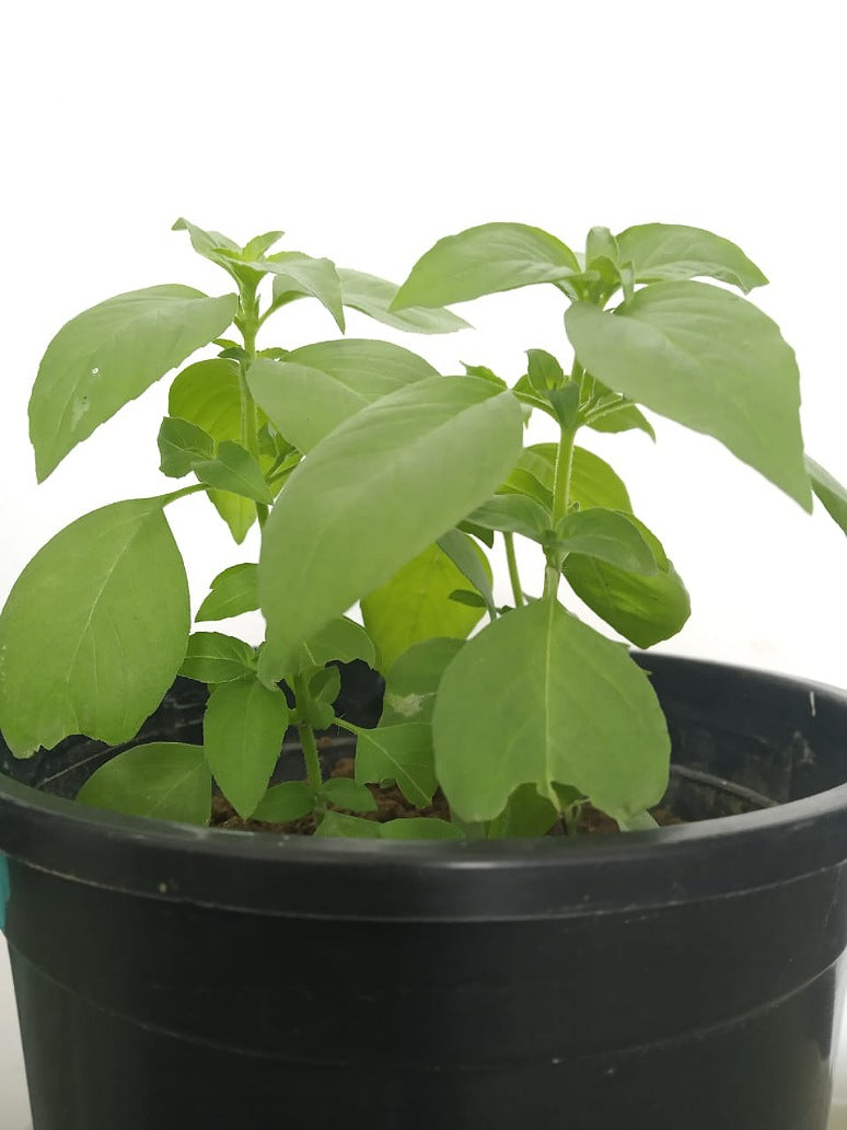 Lemon Basil Seeds seed and plant