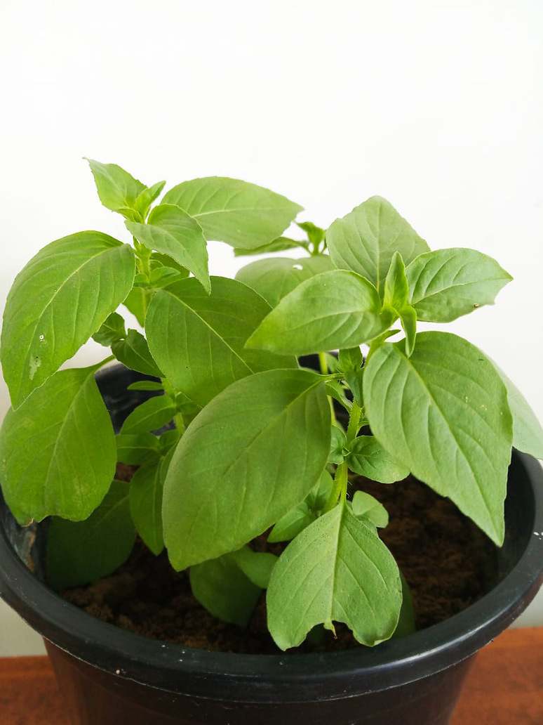 Lemon Basil Seeds Open Pollination