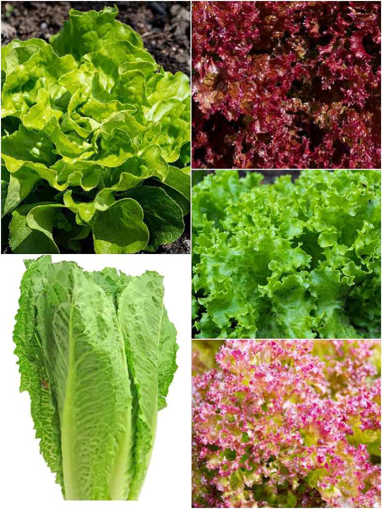 Green Leafy Vegetables-Lettuces (5 Varieties) (Open Pollinated)
