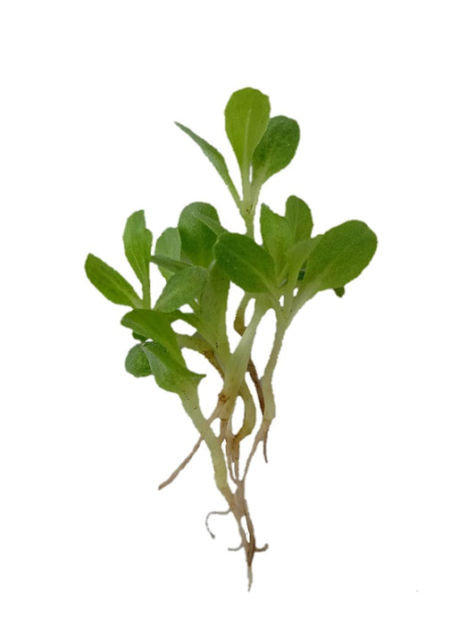 Lettuce Green Microgreen_Seeds-Open Pollination
