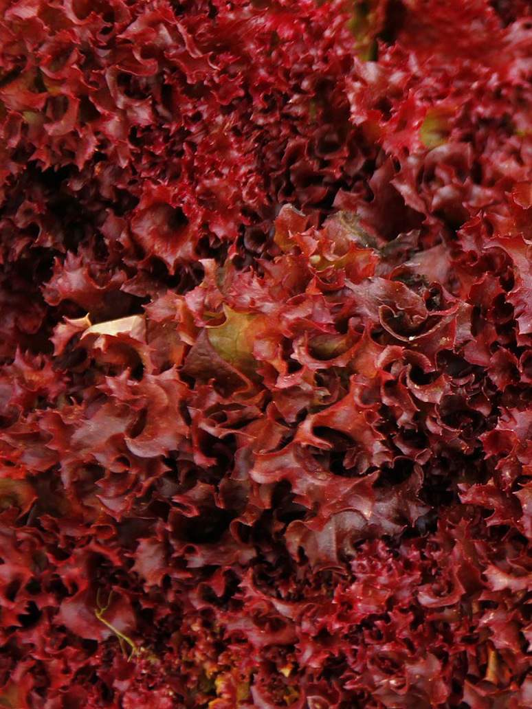 Red Lettuce - Hybrid Seeds