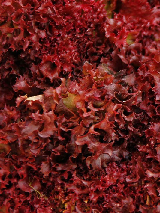 Red Lettuce - Hybrid Seeds